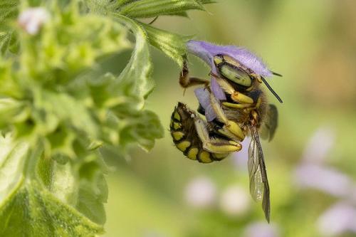 Anthidium sp.